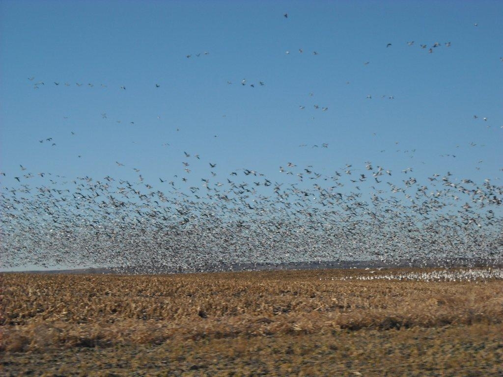 Waterfowl Hunts Photo